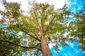 Best Arborist Consultation Services  in Lincolnwood, IL
