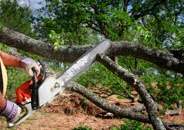 Best Tree Cabling and Bracing  in Lincolnwood, IL