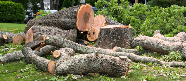 Best Stump Grinding and Removal  in Lincolnwood, IL