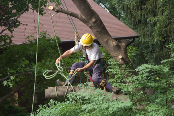 Best Firewood Processing and Delivery  in Lincolnwood, IL