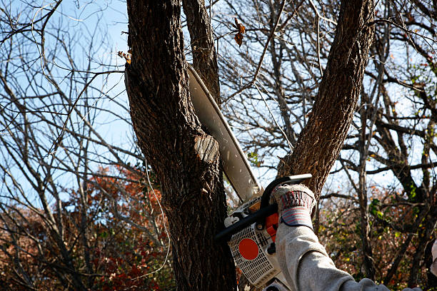 Best Leaf Removal  in Lincolnwood, IL