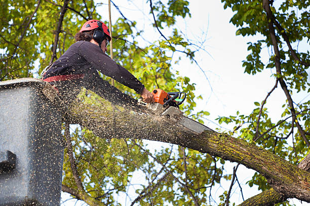 How Our Tree Care Process Works  in  Lincolnwood, IL
