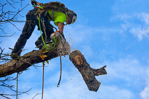Reliable Lincolnwood, IL Tree Care Solutions