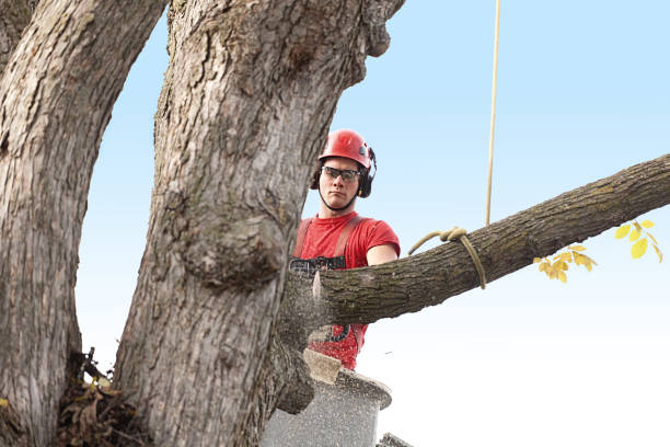 Best Commercial Tree Services  in Lincolnwood, IL